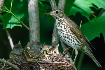 Wall Mural - Song Thrush (Turdus philomelos).