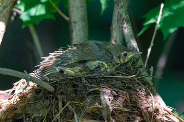 Wall Mural - Song Thrush (Turdus philomelos).