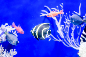 Blurry photo of French angelfish Pomacanthus paru in a sea aquarium