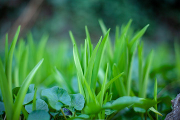 Petals of grass in the garden close up.