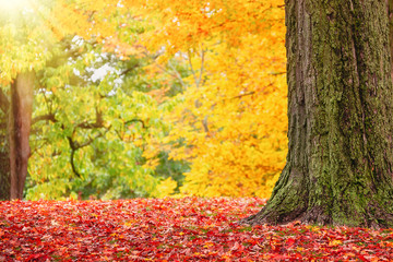 Wall Mural - colorful autumn trees at a park in new england