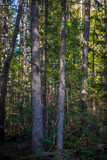 Fototapeta  - Hemlock & Cedar & Cottonwood Forest