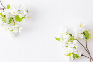 Wall Mural - flat lay composition with white spring flowers on white background