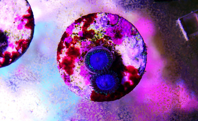 blue smurf polyps - expensive zoanthus polyps from caribbean sea