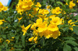 Tecoma stans yellow bells flowers with green foliage 