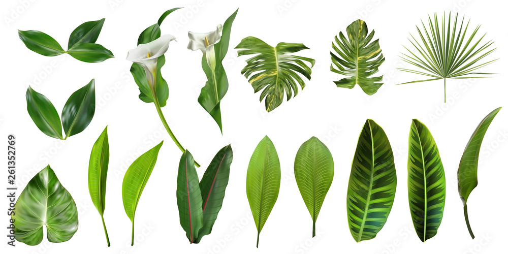 Tropical leaves collection. Vector isolated elements on the white background. Exotic botanical design for cosmetics, spa, perfume, health care products, aroma, wedding invitation. - obrazy, fototapety, plakaty 