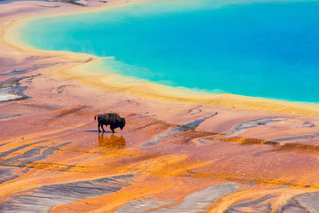 bison walking near grand prismatic spring, yellowstone national park