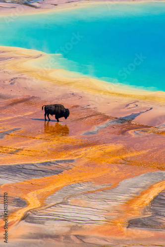 Cuadros en Lienzo Bison walking near Grand Prismatic Spring, Yellowstone National Park