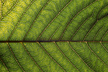 Green leaf as natural background