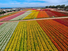 Aerial View Of Carlsbad Flower Fields. Tourist Can Enjoy Hillsides Of Colorful Giant Ranunculus Flowers During The Annual Bloom That Runs March Through Mid May. Carlsbad, California, USA
