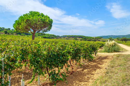 Cuadros en Lienzo Ladscape of wineyards around Saint Tropez, Cote d'Azur, France