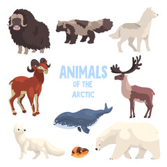 Sticker - Arctic animals set, polar fox, bison, raccoon dog, wolf, mountain goat, killer whale, lemming, bear vector Illustration on a white background