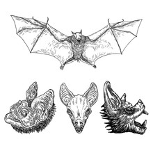 Set Of Aggressive Flying Bats With Open Wings Drawing. Gothic Illustration Of Monsters For The Halloween. Occult Attributes Decorative Elements. Night Creatures With Fangs. Flying Vampires. Vector.