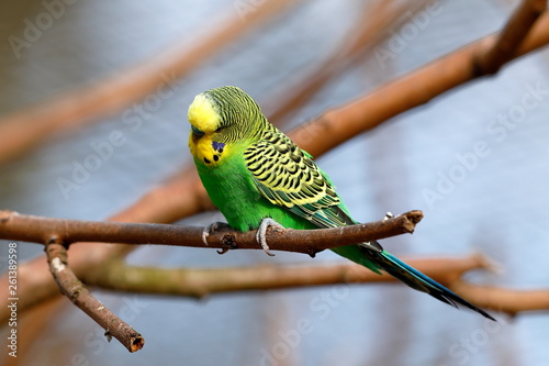 Wellensittich Und Haustier Kaufen Sie Dieses Foto Und Finden Sie Ahnliche Bilder Auf Adobe Stock Adobe Stock