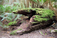 A Moss Covered Log Decomposing On The Forest Floor In Tasmania.