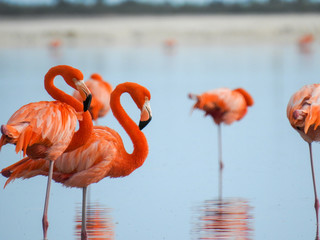 Obraz na płótnie tropikalny flamingo karaiby