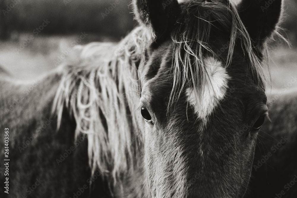 Rustic horse image of young mare close up in black and white on ranch. - obrazy, fototapety, plakaty 