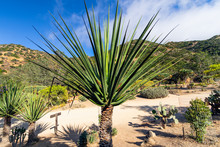 Wrigley Botanical Gardens & Memorial On Catalina Island, California.