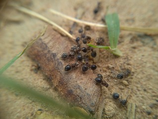 Wall Mural - ants on a leaf