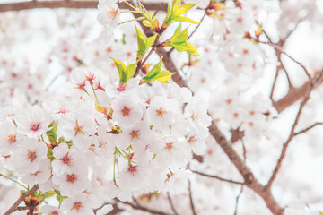  玉湯の桜（島根県松江市）