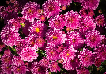 pink purple aster flower at summer. vignette background, nature.