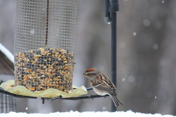 Wall Mural - Field Sparrow at Feeder