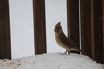 Wall Mural - Cardinal Stretching