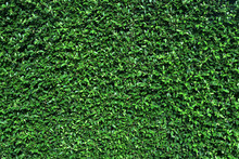 Green Wall With  Shrub Planting Background
