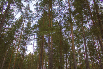 Wall Mural - green coniferous trees in the forest, view from below