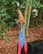 © Benny - Death stare of the amazing cassowary