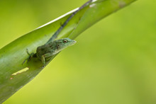 Neotropical Green Anole (Anolis Biporcatus), Also Known As The Giant Green Anole, Is A Species Of Anole Lizard. It Is Found In Forests, Both Disturbed And Undisturbed, In Mexico, Central America, Colo
