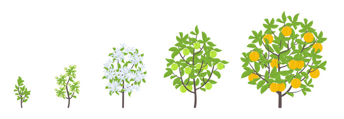 Wall Mural - Peach tree growth stages. Vector illustration. Ripening period progression. Fruit tree life cycle animation plant seedling. Peach increase phases. Color Illustration clipart.