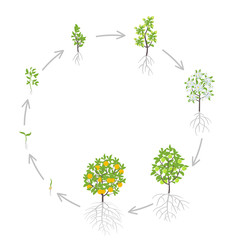 Wall Mural - Sweet oranges tree growth stages. Vector illustration. Ripening period progression. Orange fruit tree life cycle animation plant seedling. Orange increase phases. Citrus aurantium