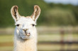 canvas print picture - süßes weißes Lama Portrait kaut und schmatzt und zeigt seine Zähne