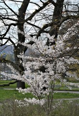 Wall Mural - printemps