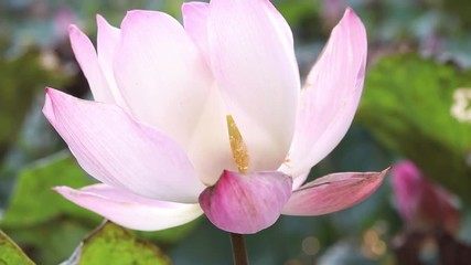 Wall Mural - close up of pink blossom lotus at pond