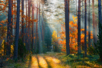  Autumn forest