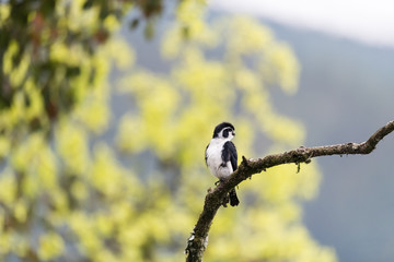 pied falconet