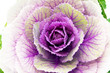  Single flower of violet  brassica oleracea - close up