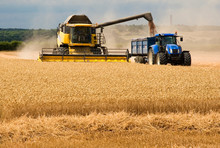 Farming In UK Combine Harvester Loading Tractor