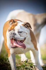 Wall Mural - The English Bulldog