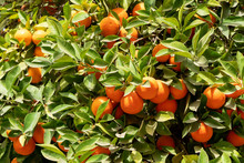 Africa Morocco Oranges Grow Among Pollen Trees