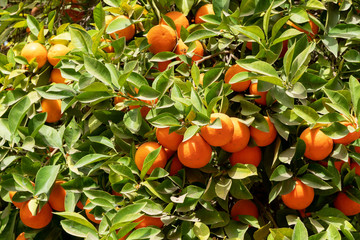 Africa morocco oranges grow among pollen trees