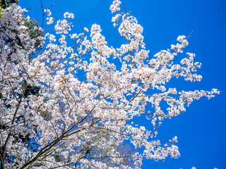 【静岡県伊豆市】満開の桜