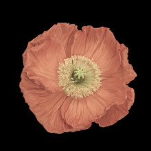 Floral Fine Art Still Life Pastel Color Macro Of A Single Isolated Pink Satin/silk Poppy Wide Opened Blossom Isolated On Black Background With Detailed Texture In Vintage Painting Style