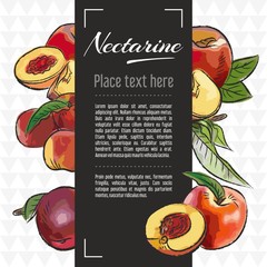Wall Mural - nectarine fruit vector menu design templates. Vector fruit illustration with hand drawn doodles for greeting card, banner	