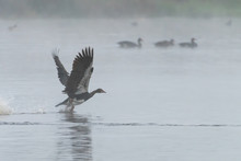 A Spur Winged Goose Taking Off Early On A Misty Morning.
