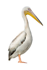 Wall Mural - pelican isolated on white