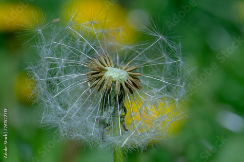 Yellow dandelion on a background of green grass.