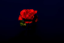 Red Dark Rose
